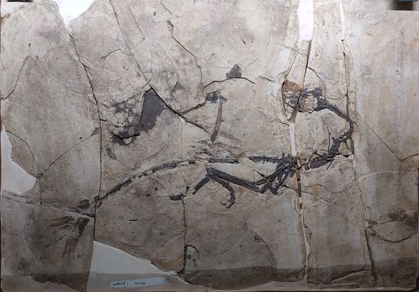15早白垩纪棕榈尾热河鸟.jpg