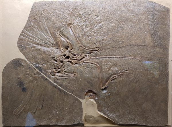 14晚侏罗世早期印石板始祖鸟.jpg